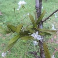 Thrixspermum pulchellum (Thwaites) Schltr.